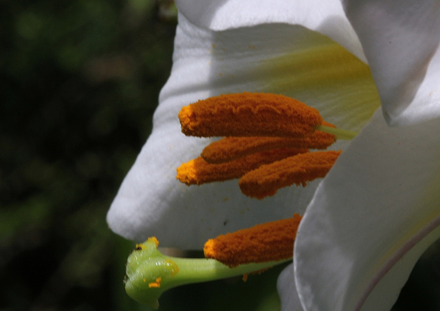 Lilium regale (12)