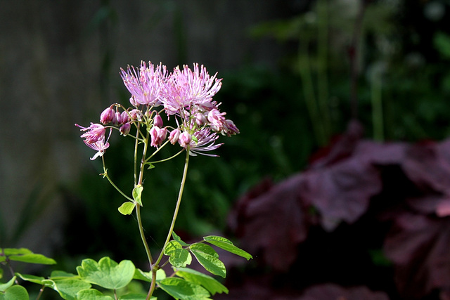 Thalictrum aquilegifolium-Pigamon