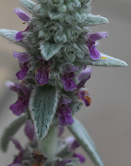 Stachys byzantina