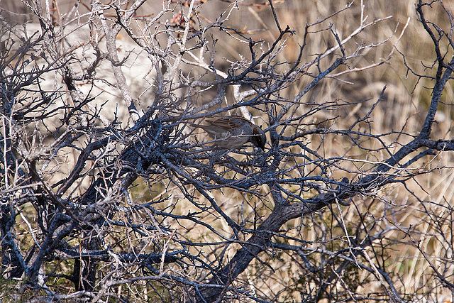 20120317 7877RAw [TR] Troja, Haussperling