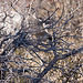 20120317 7877RAw [TR] Troja, Haussperling