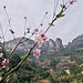 Spring in Wuyi