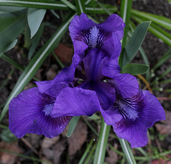 Iris nain 'Banbury Ruffles '