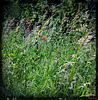 HERBES FRAICHES ***