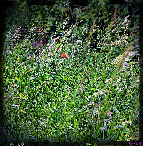 HERBES FRAICHES ***