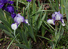 iris 'Jenny Grace'