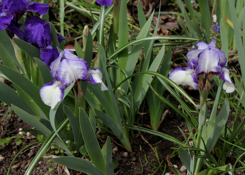 iris 'Jenny Grace'