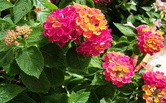 Petites fleurs rouges et jaunes : Lantana
