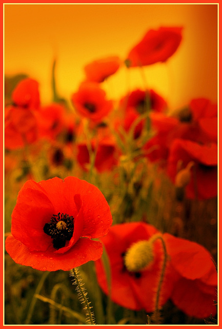 Coquelicots bien particuliers