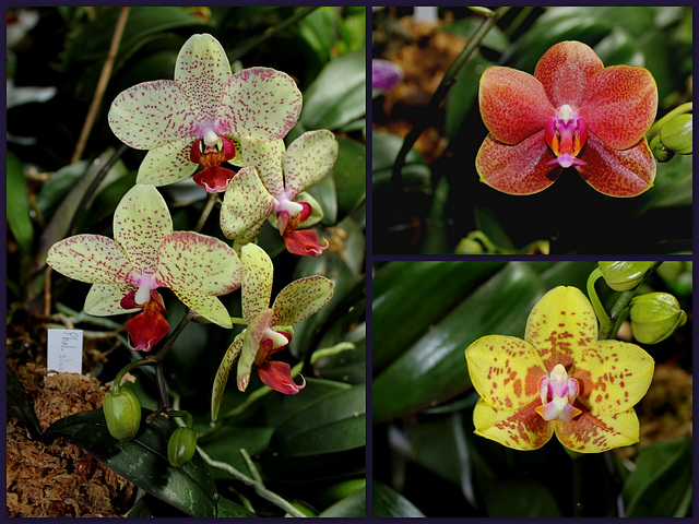 Orchidées du jour