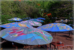 PARASOLS ***