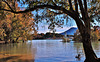 Idilio (de la naturaleza...) en el pantano de Cubillas