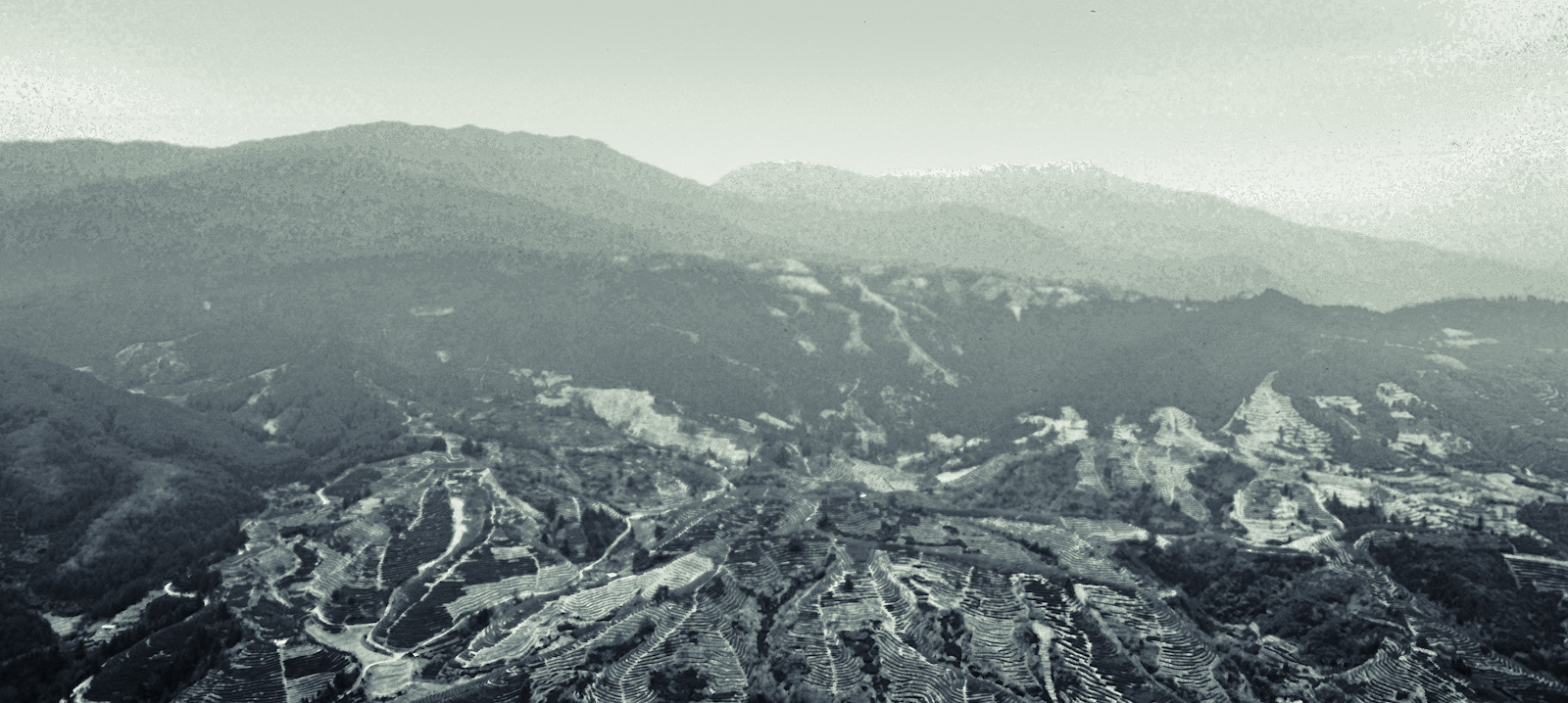 Panorama of Wuyi Tea Fields