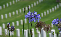 Los Angeles National Cemetery (5103)