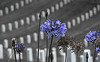 Los Angeles National Cemetery (5103A)