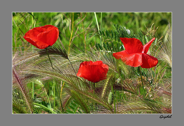 3 P'tits Coquelicots