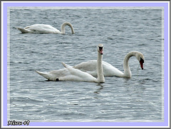 cygnes au lac de Maine