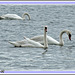 cygnes au lac de Maine