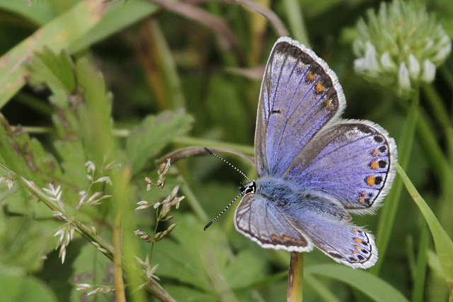 Madame argus bleu