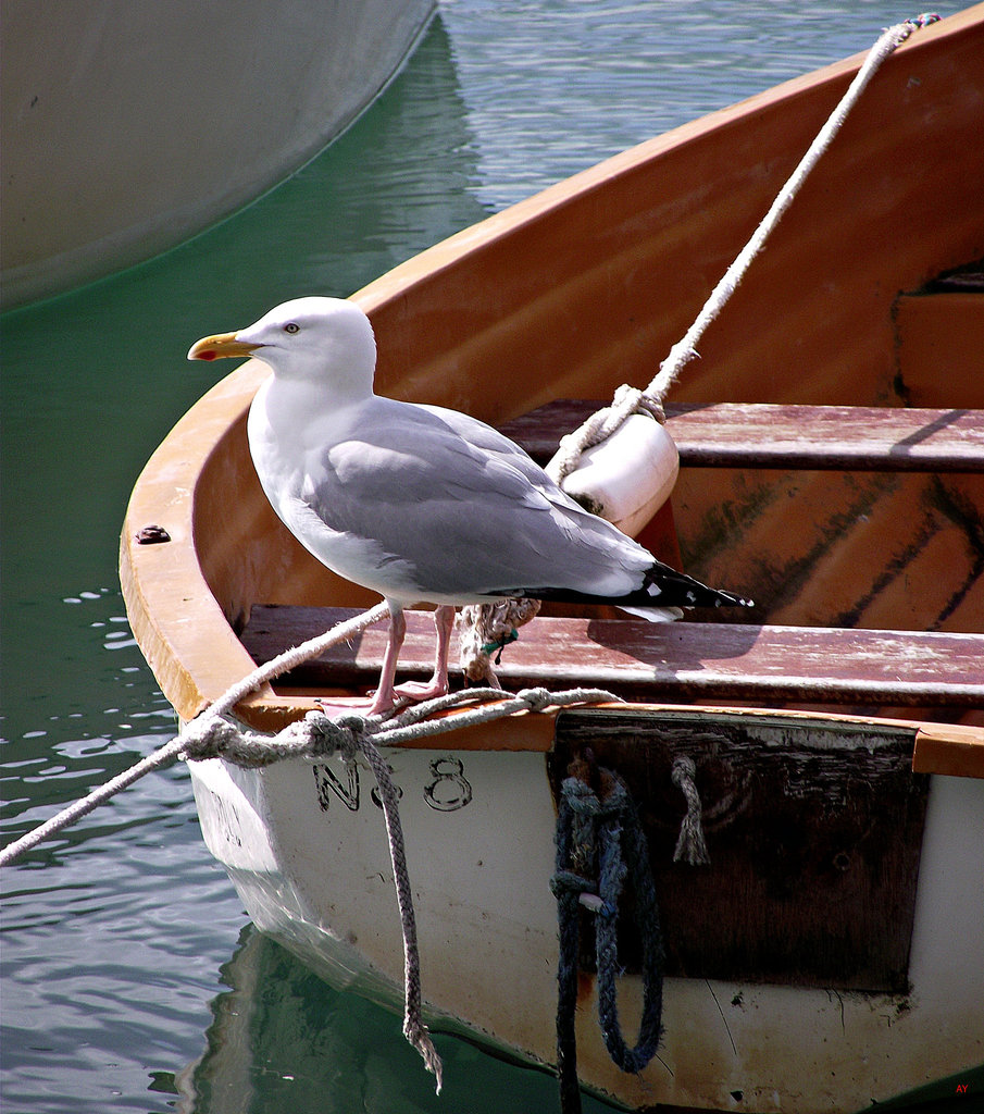 Gull