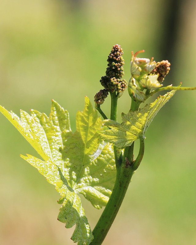 Weinrebe