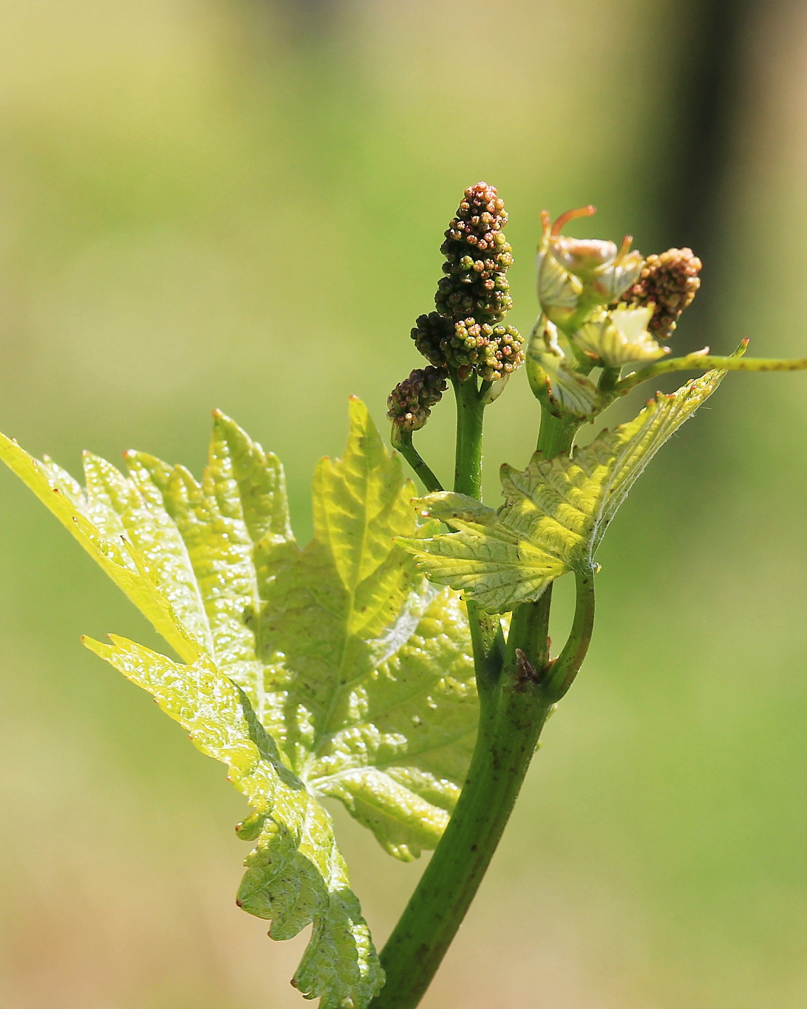 Weinrebe