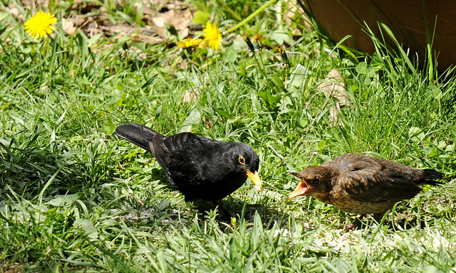 Amsel mit Küken