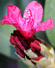 Eclosion d'une fleur...