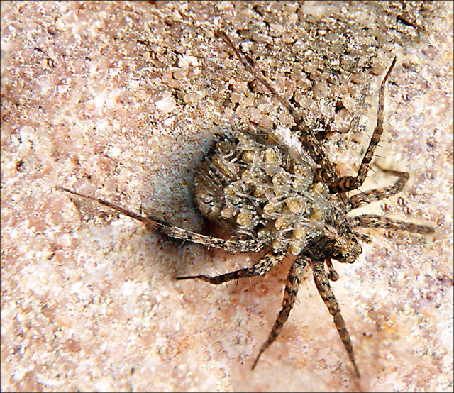 même elles....les araignées !