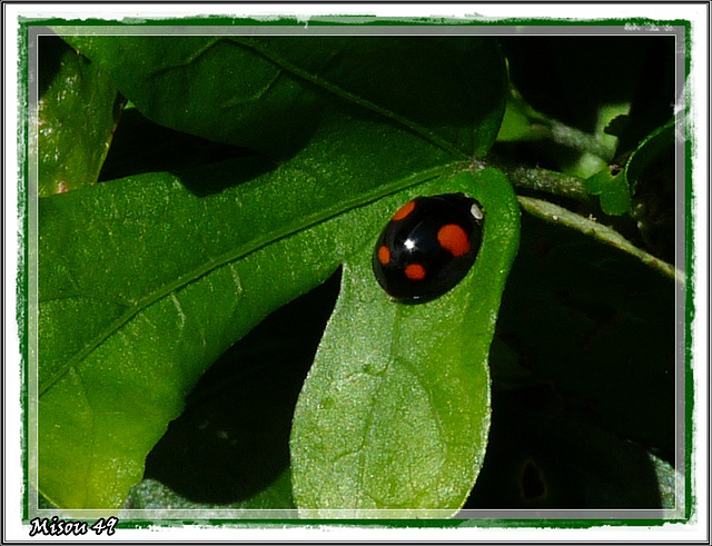 Dans mon Jardin Dans mon Jardin