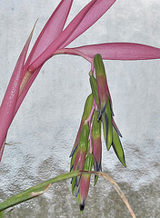 Bilbergia nutans DSC 0248