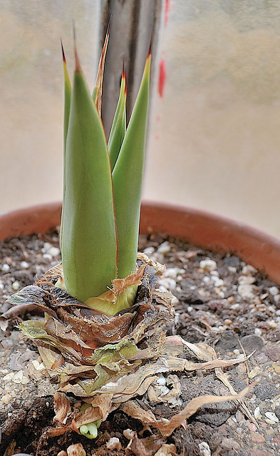 Agave chiapensis DSC 0254