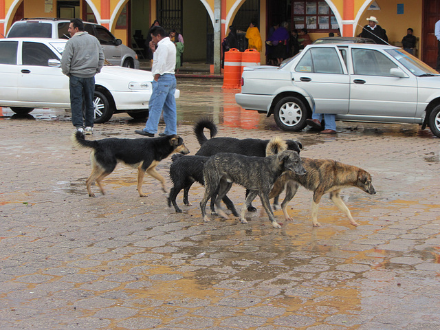 tropfnasse Hunde..