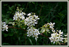 White Rookery