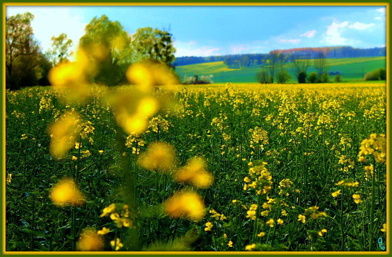 LES FLEURS SE COLORENT ***