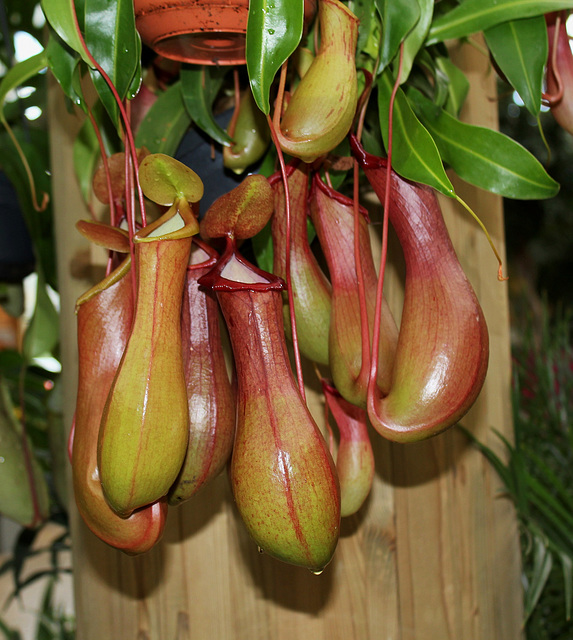 Nepenthes x ventrata