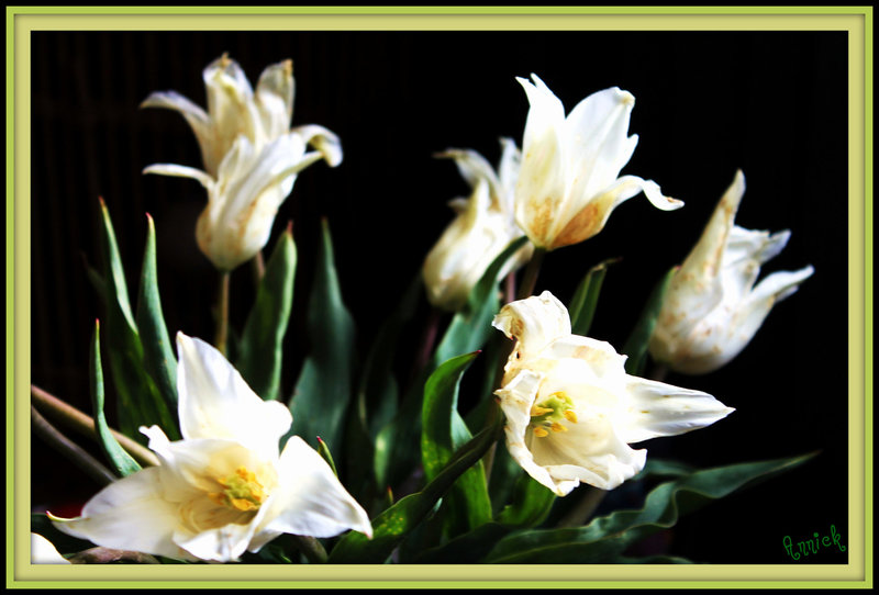 TULIPES - LUTTE CONTRE LE CANCER ***