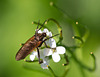 fliege mit streifen