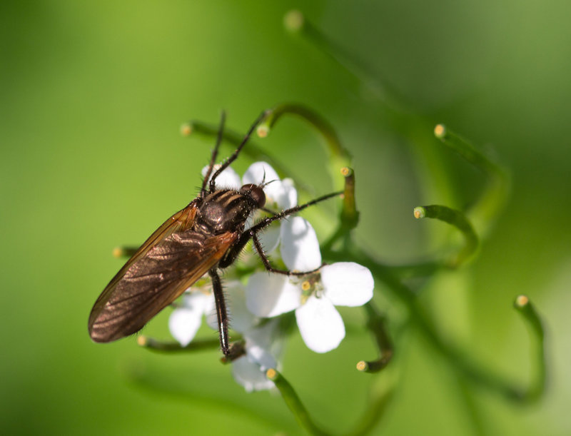 fliege mit streifen