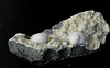 Okenite -gyrolite-prehnite (3)