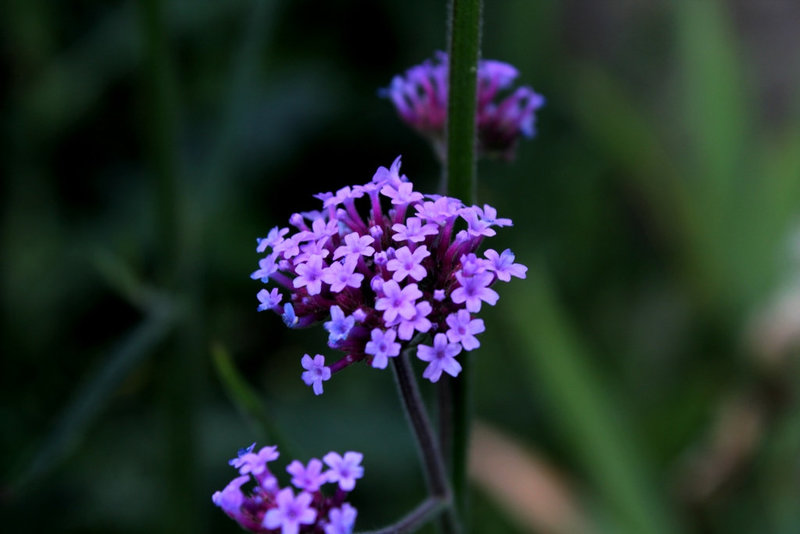 Verbena bonariensis