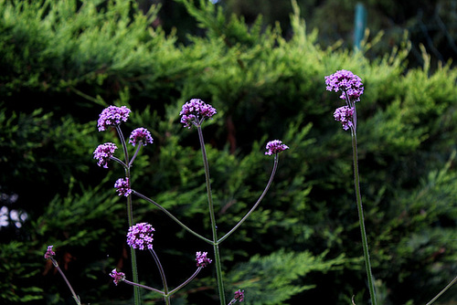 Verbena bonariensis (2)