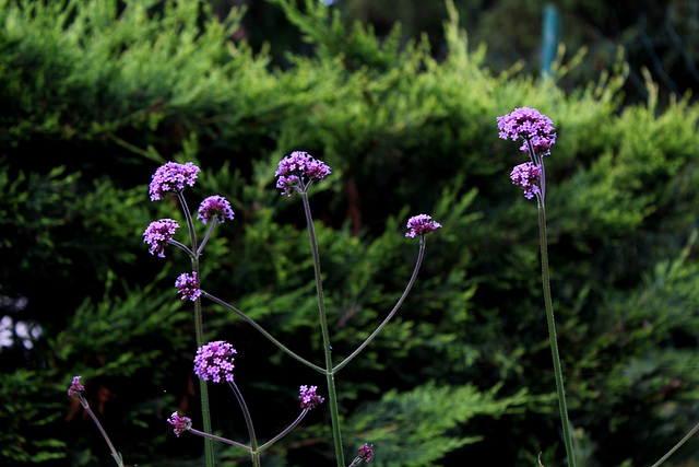 Verbena bonariensis (2)