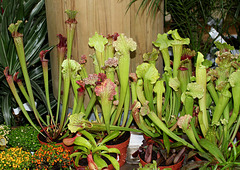 Sarracenia