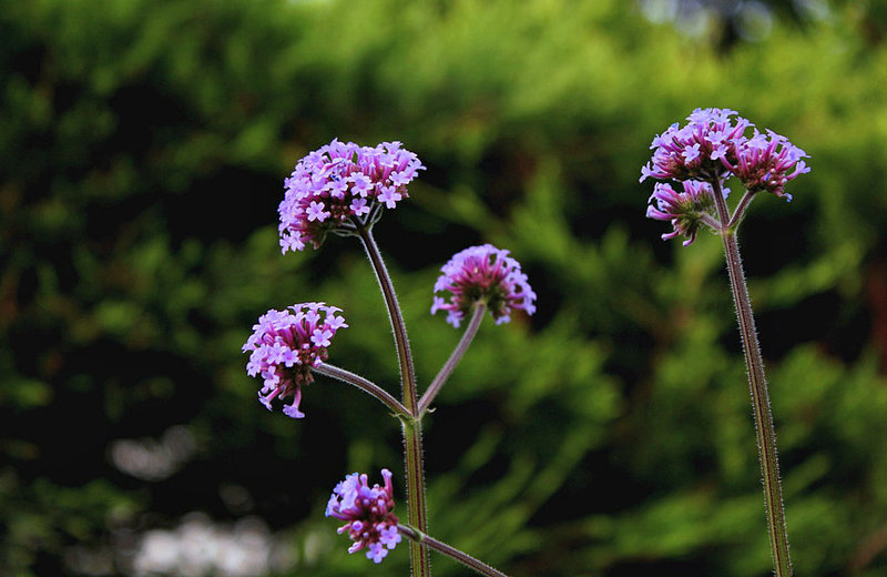 Verbena bonariensis (3)
