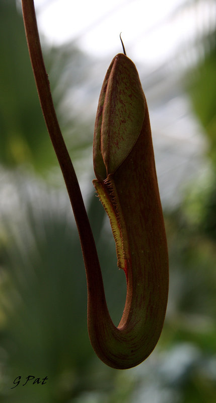 Nepenthes