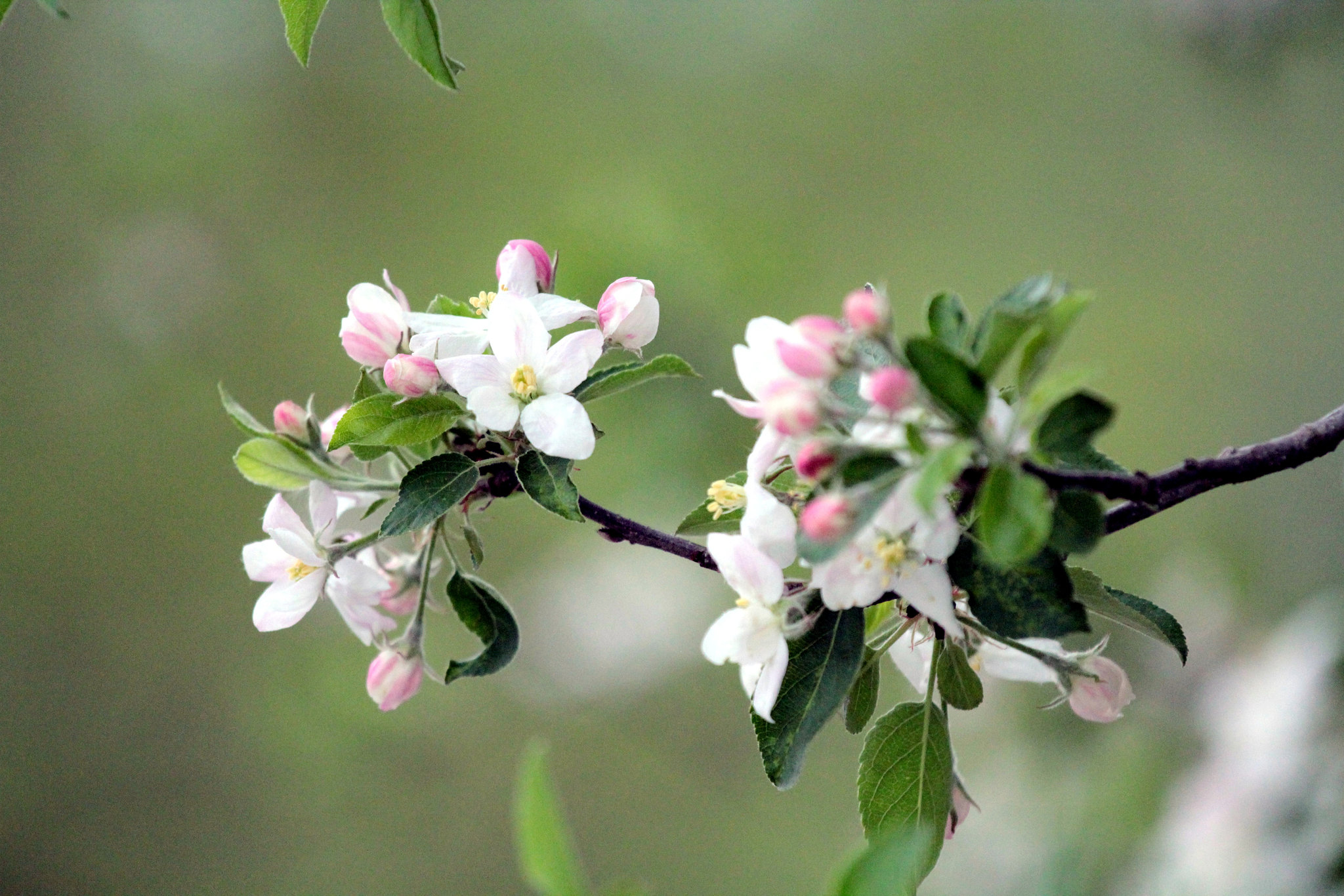 Apfelblüten