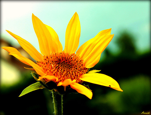 TOURNESOL ***