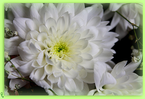 UN COEUR DE FLEUR ****