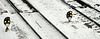"Dwarf" signals